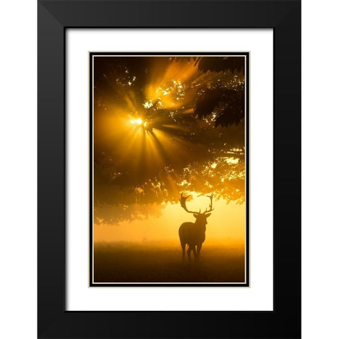 Mist on tree cant stop sunshine Black Modern Wood Framed Art Print with Double Matting by Uddin, Kutub