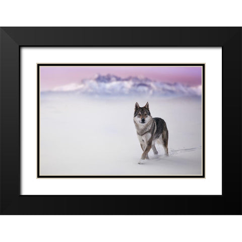 Yellow Eyes Black Modern Wood Framed Art Print with Double Matting by Hricko, Stanislav