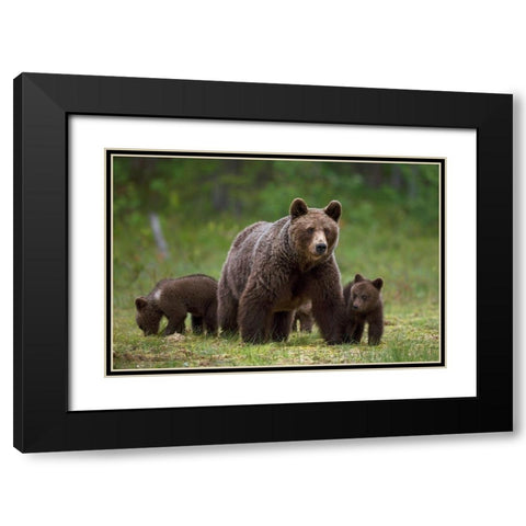The family of the wood Black Modern Wood Framed Art Print with Double Matting by Pozzi, Marco