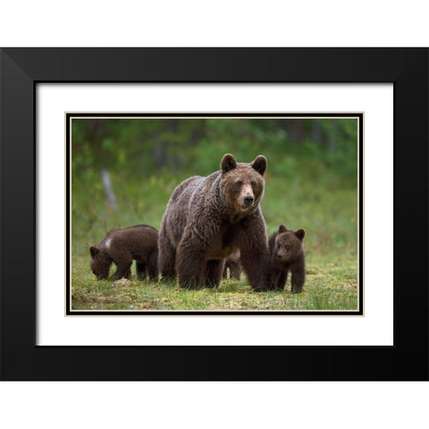 The family of the wood Black Modern Wood Framed Art Print with Double Matting by Pozzi, Marco