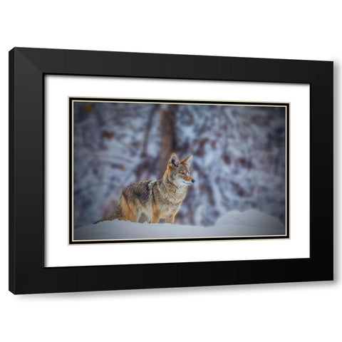 Coyote Black Modern Wood Framed Art Print with Double Matting by Qiu, Jenny