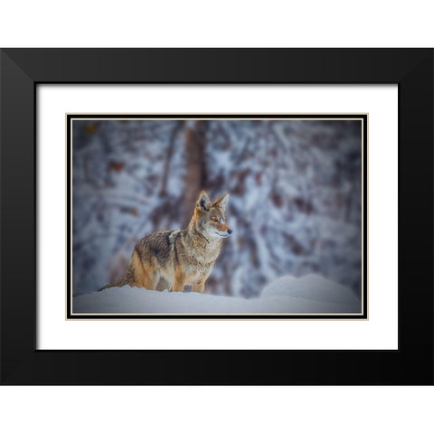 Coyote Black Modern Wood Framed Art Print with Double Matting by Qiu, Jenny