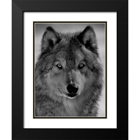 The wolf Black Modern Wood Framed Art Print with Double Matting by Chang, Phillip