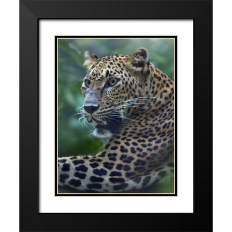 Leopard Black Modern Wood Framed Art Print with Double Matting by Fitzharris, Tim