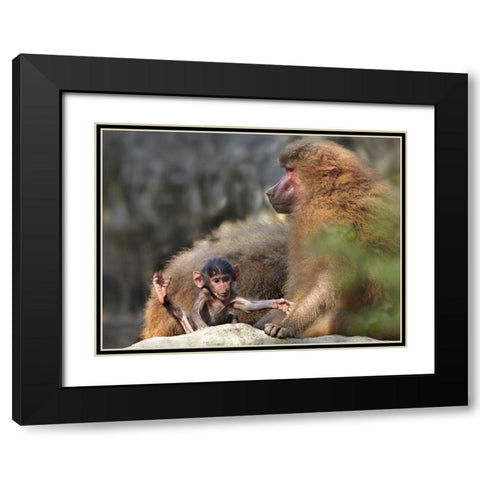 Hamadryas baboon with baby Black Modern Wood Framed Art Print with Double Matting by Fitzharris, Tim