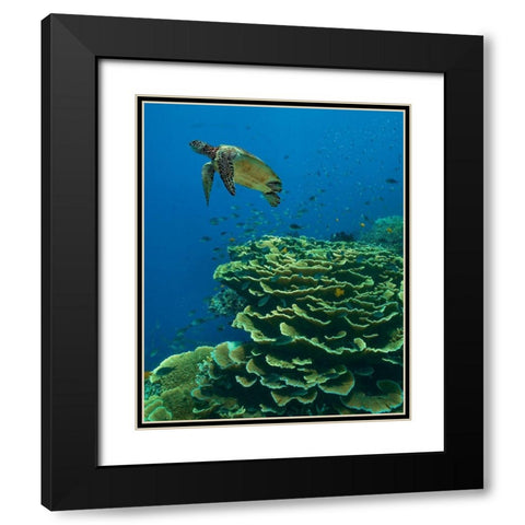 Green sea turtle-butterfly fish and shelf coral-Ningaloo Reef-Australia Black Modern Wood Framed Art Print with Double Matting by Fitzharris, Tim