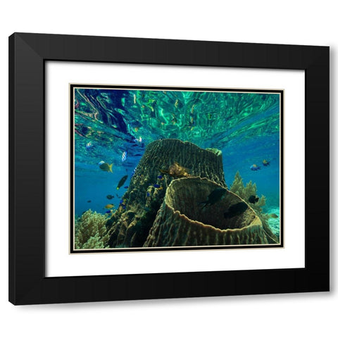 Rockfish and coral-Panglao Island-Philippines Black Modern Wood Framed Art Print with Double Matting by Fitzharris, Tim