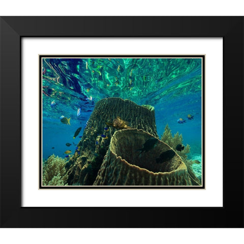 Rockfish and coral-Panglao Island-Philippines Black Modern Wood Framed Art Print with Double Matting by Fitzharris, Tim