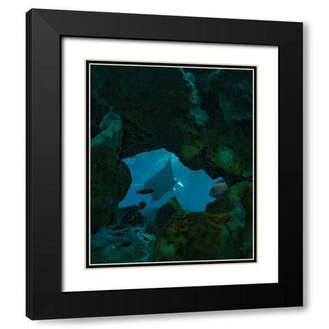 Reef manta ray-Penida Island-Indonesia Black Modern Wood Framed Art Print with Double Matting by Fitzharris, Tim
