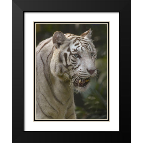 Bengal Tiger White Subspecies Black Modern Wood Framed Art Print with Double Matting by Fitzharris, Tim