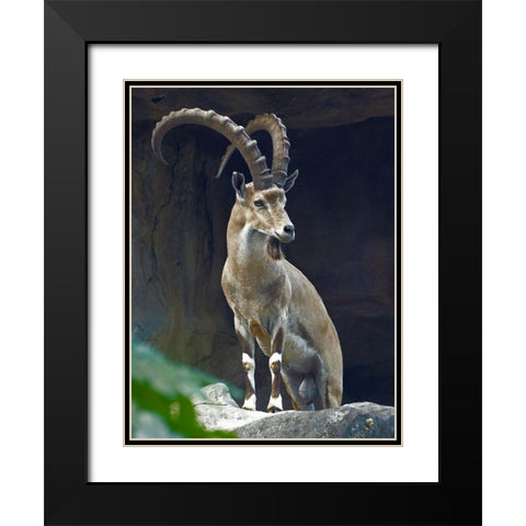 Nubian Ibex Male Black Modern Wood Framed Art Print with Double Matting by Fitzharris, Tim