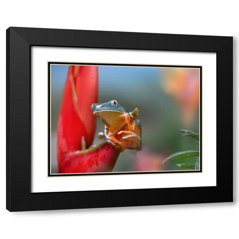 Barred leaf frog Black Modern Wood Framed Art Print with Double Matting by Fitzharris, Tim