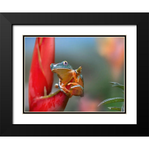 Barred leaf frog Black Modern Wood Framed Art Print with Double Matting by Fitzharris, Tim