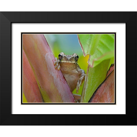 Baudins smilisca tree frog Black Modern Wood Framed Art Print with Double Matting by Fitzharris, Tim
