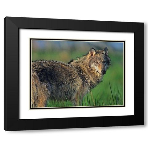Gray wolf in marsh Black Modern Wood Framed Art Print with Double Matting by Fitzharris, Tim