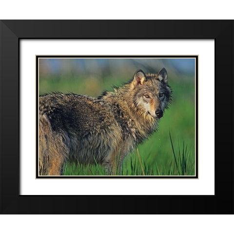 Gray wolf in marsh Black Modern Wood Framed Art Print with Double Matting by Fitzharris, Tim
