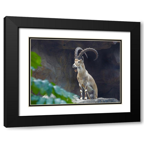 Nubian Ibex Black Modern Wood Framed Art Print with Double Matting by Fitzharris, Tim