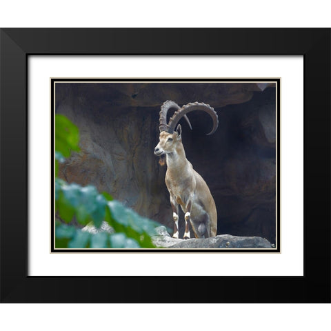 Nubian Ibex Black Modern Wood Framed Art Print with Double Matting by Fitzharris, Tim