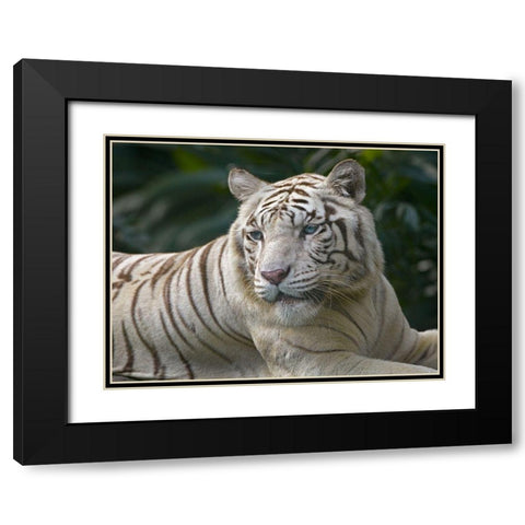 Bengal Tiger White Subspecies Black Modern Wood Framed Art Print with Double Matting by Fitzharris, Tim