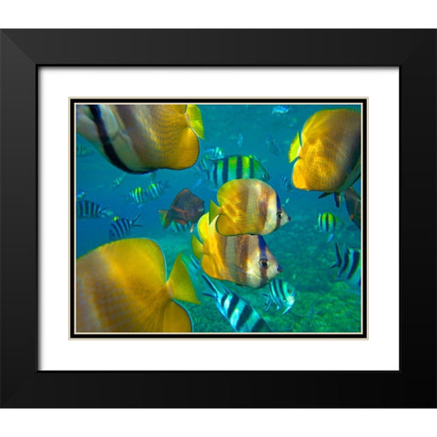 Blacklip Butterflyfish-Parrotfish-Sergeant Major Fish-Negros Oriental-Philippines Black Modern Wood Framed Art Print with Double Matting by Fitzharris, Tim