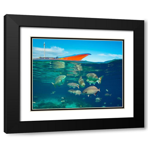 Rudder fish-Negros Oriental-Philippines Black Modern Wood Framed Art Print with Double Matting by Fitzharris, Tim