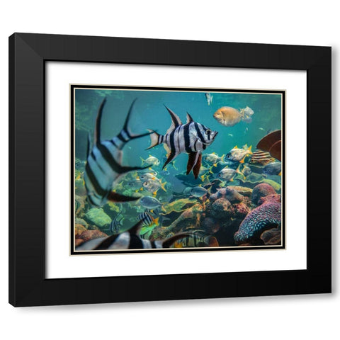 Old wives fish and fusiliers-Perth Aquarium-Australia Black Modern Wood Framed Art Print with Double Matting by Fitzharris, Tim