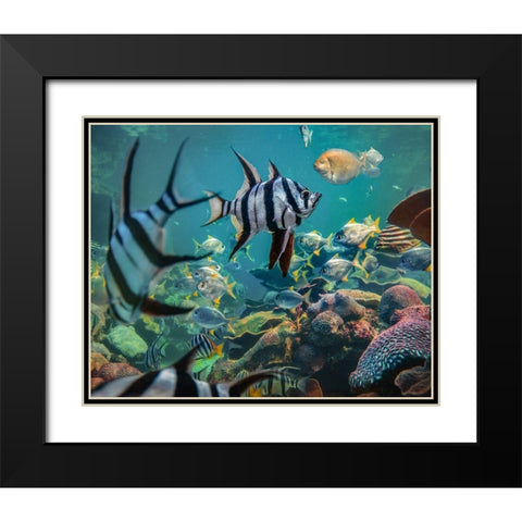 Old wives fish and fusiliers-Perth Aquarium-Australia Black Modern Wood Framed Art Print with Double Matting by Fitzharris, Tim