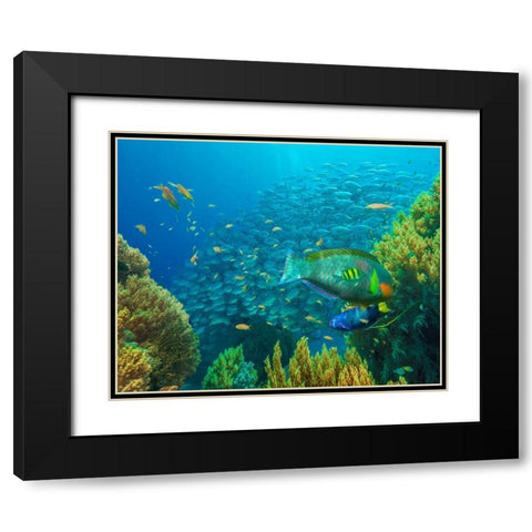 Jackfish-moon wrasse-parrot fish-Balicasag Island-Philippines Black Modern Wood Framed Art Print with Double Matting by Fitzharris, Tim
