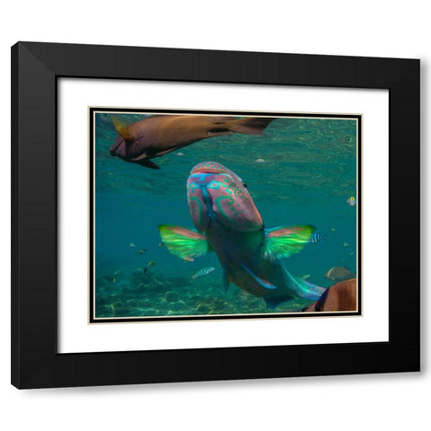 Parrot fish-Negros Oriental-Philippines Black Modern Wood Framed Art Print with Double Matting by Fitzharris, Tim
