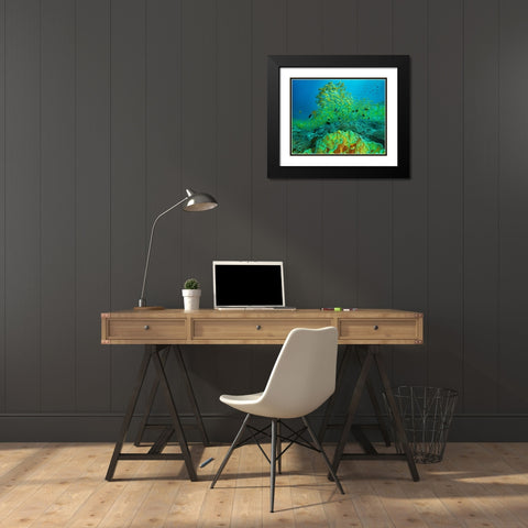 Yellow snapper school above coral-Miniloc Island-Palawan-Philippines Black Modern Wood Framed Art Print with Double Matting by Fitzharris, Tim