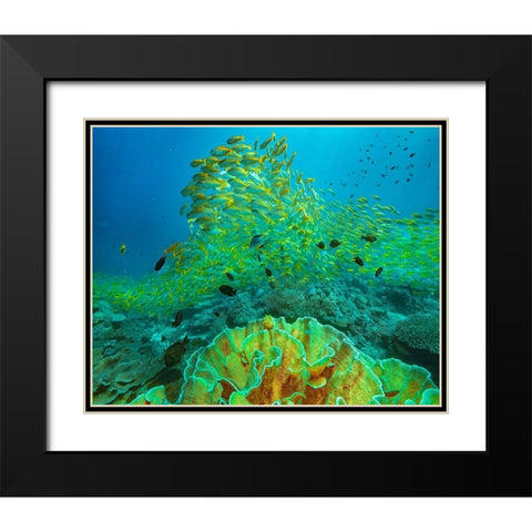 Yellow snapper school above coral-Miniloc Island-Palawan-Philippines Black Modern Wood Framed Art Print with Double Matting by Fitzharris, Tim