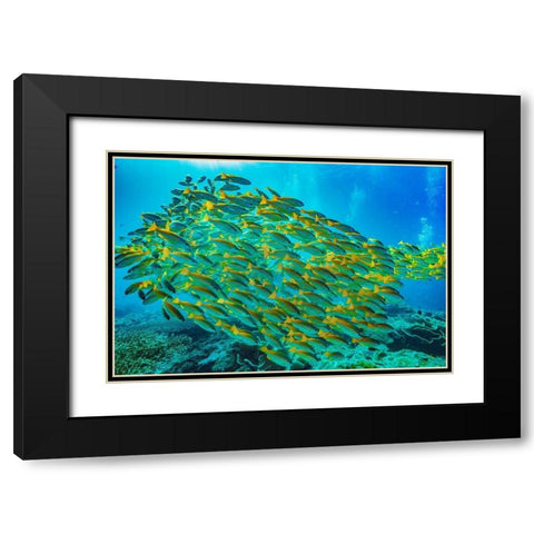 Yellow snapper school-Miniloc Island-Palawan-Philippines Black Modern Wood Framed Art Print with Double Matting by Fitzharris, Tim