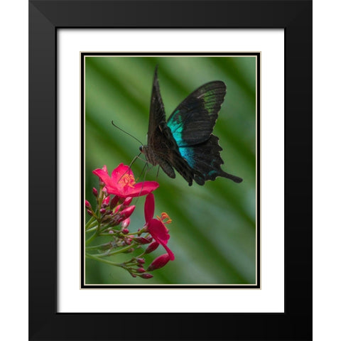 Papilio pranthus butterfly-Indonesia Black Modern Wood Framed Art Print with Double Matting by Fitzharris, Tim