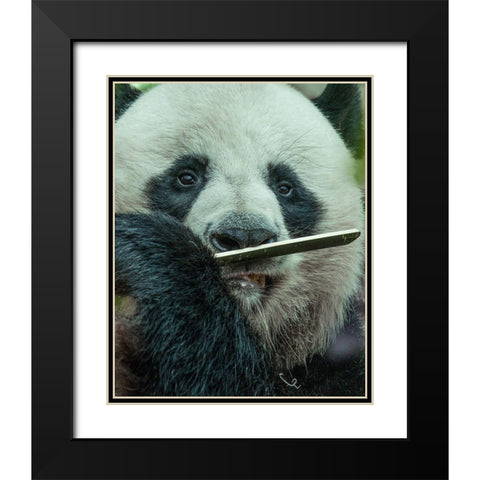 Panda eating bamboo Black Modern Wood Framed Art Print with Double Matting by Fitzharris, Tim