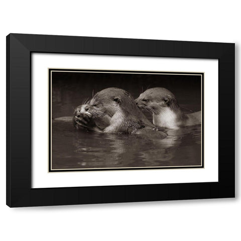 Asiatic otters-Sabah-Malayasia Sepia Black Modern Wood Framed Art Print with Double Matting by Fitzharris, Tim