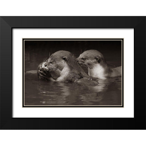 Asiatic otters-Sabah-Malayasia Sepia Black Modern Wood Framed Art Print with Double Matting by Fitzharris, Tim