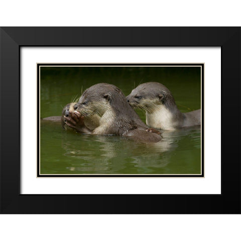 Asiatic otters-Sabah-Malayasia Black Modern Wood Framed Art Print with Double Matting by Fitzharris, Tim