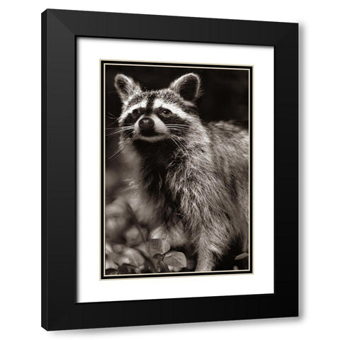 Raccoon Sepia Black Modern Wood Framed Art Print with Double Matting by Fitzharris, Tim
