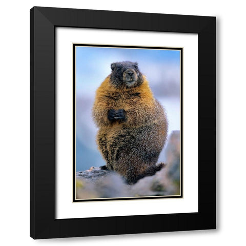 Yellow-bellied marmot Black Modern Wood Framed Art Print with Double Matting by Fitzharris, Tim