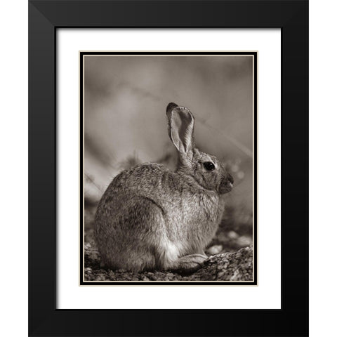 Desert Cottontail Sepia Black Modern Wood Framed Art Print with Double Matting by Fitzharris, Tim