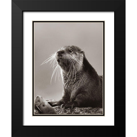 River Otter with fish Sepia Black Modern Wood Framed Art Print with Double Matting by Fitzharris, Tim