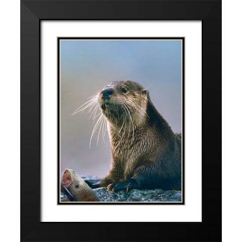 River Otter with fish Black Modern Wood Framed Art Print with Double Matting by Fitzharris, Tim