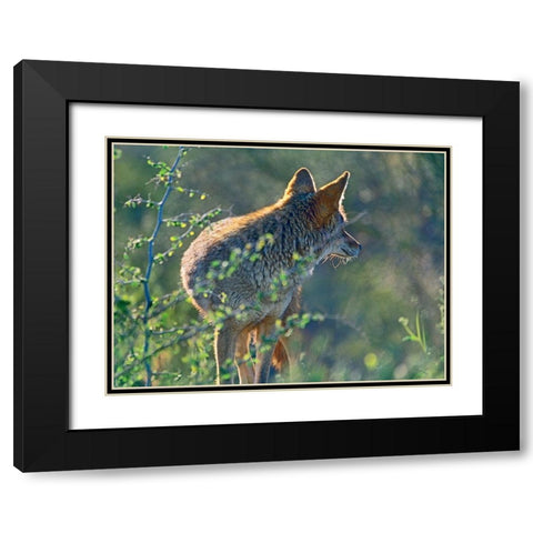 Coyote Scouting Black Modern Wood Framed Art Print with Double Matting by Fitzharris, Tim