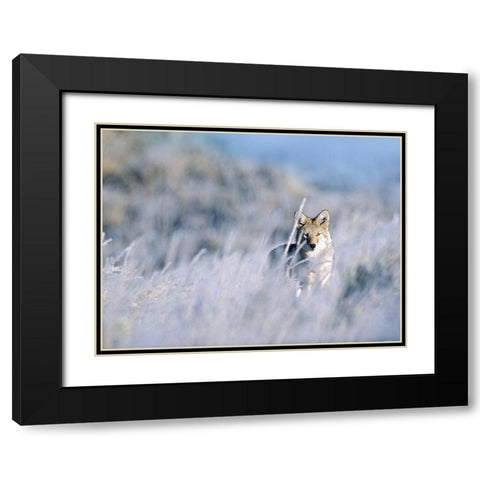 Coyote Black Modern Wood Framed Art Print with Double Matting by Fitzharris, Tim