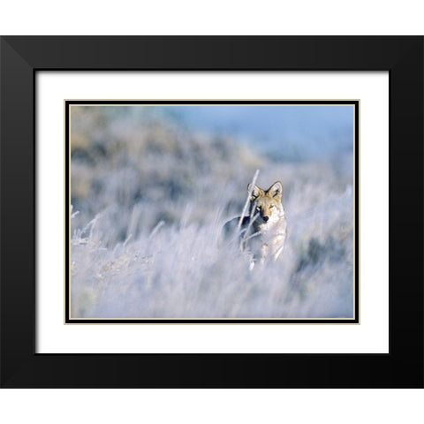 Coyote Black Modern Wood Framed Art Print with Double Matting by Fitzharris, Tim