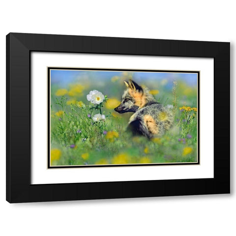 Red Fox in Wildflowers Black Modern Wood Framed Art Print with Double Matting by Fitzharris, Tim