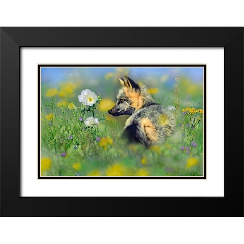 Red Fox in Wildflowers Black Modern Wood Framed Art Print with Double Matting by Fitzharris, Tim