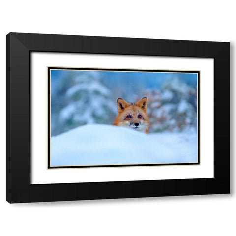 Red Fox in Snow Black Modern Wood Framed Art Print with Double Matting by Fitzharris, Tim