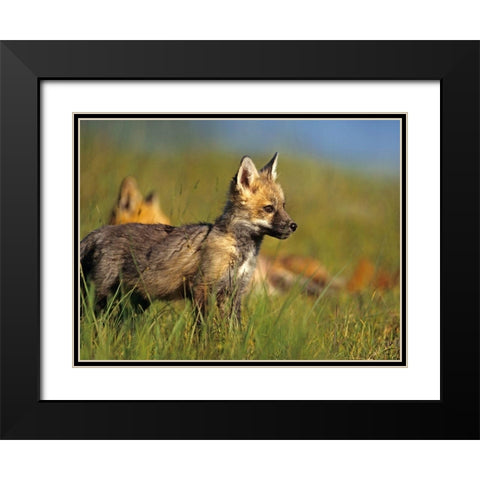 Red Fox Pup Black Modern Wood Framed Art Print with Double Matting by Fitzharris, Tim