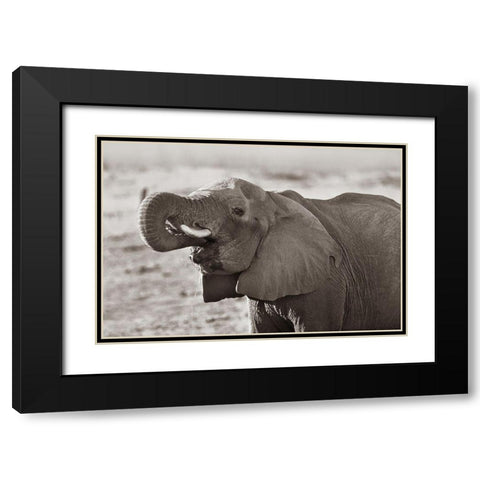 African elephant drinking-Zimbabwe Sepia Black Modern Wood Framed Art Print with Double Matting by Fitzharris, Tim